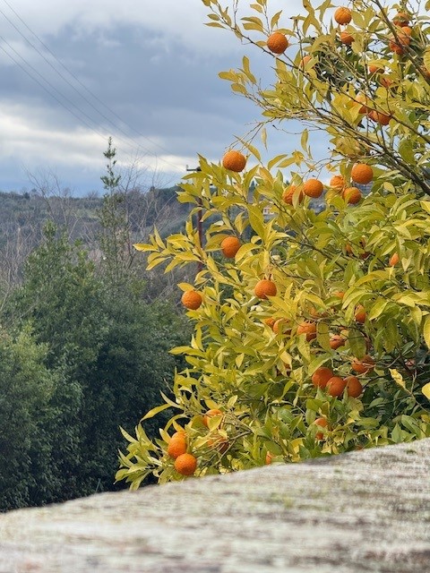 A close-up view of an orange tree laden with ripe oranges, set against a backdrop of cloudy skies and distant trees.
